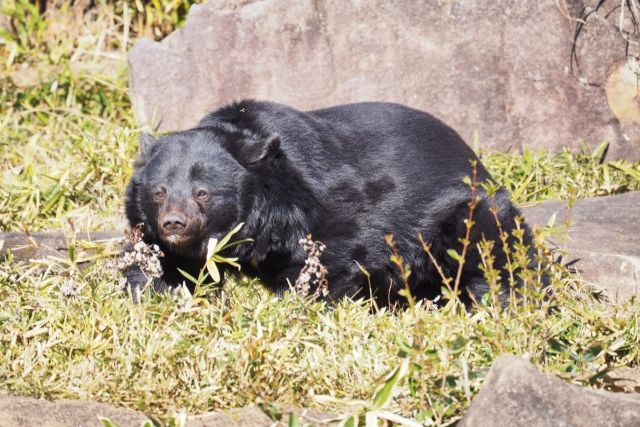 石川県で２０１０年以来、１０年ぶりにクマの出没警戒情報が発令されました。